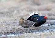 Birkhahnbalz - Black Grouse Courtship